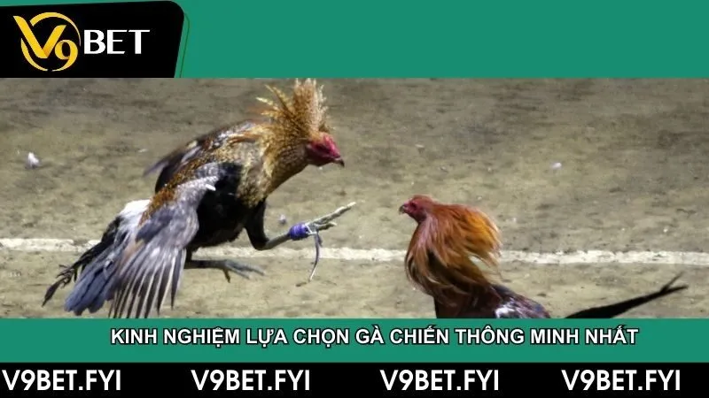 Kinh nghiệm lựa chọn gà chiến mà không phải ai cũng biết