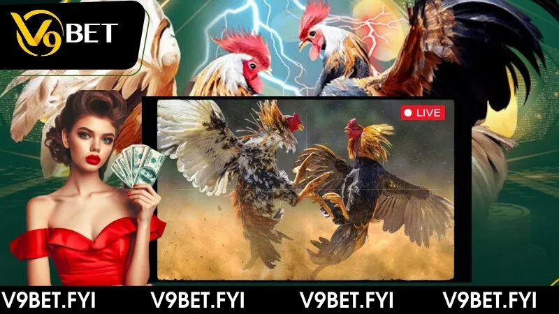 Hình thức đá gà online được đông đảo thành viên V9bet yêu thích