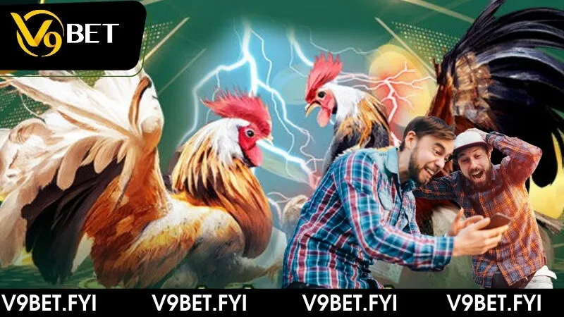 Nắm bắt về khái niệm gà đá cựa sắt cùng nhà cái V9bet